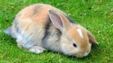 Widderkaninchen (16).jpg